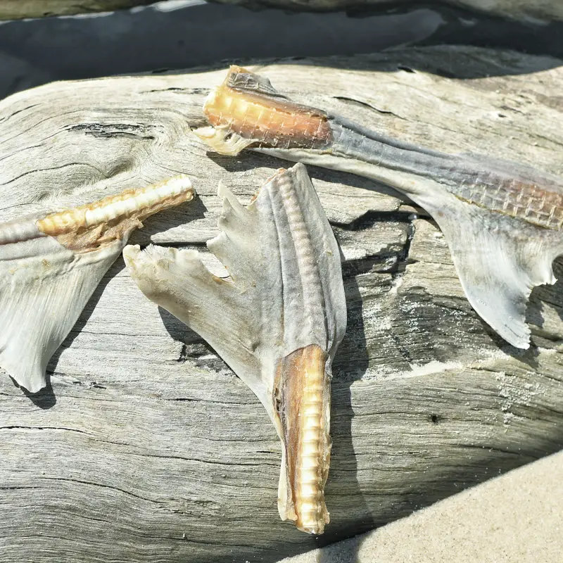 Aletas de tiburón 50g