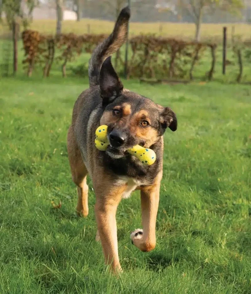 Zeus Nitro | Hueso Ligero y Resistente para Perro, 16 cm