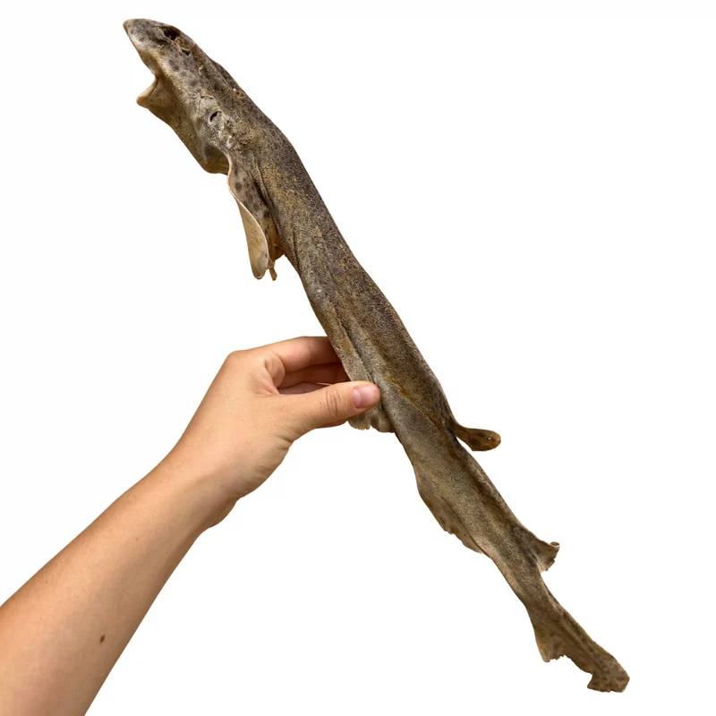 Tiburón gato entero XL