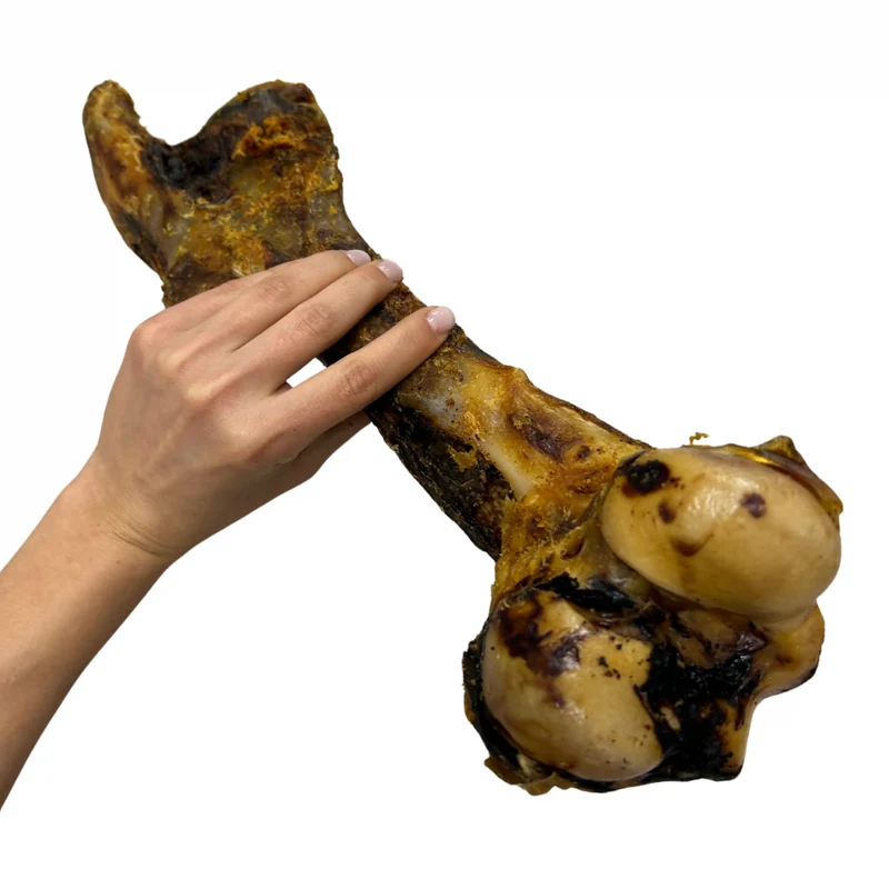 Fémur de caballo XXL