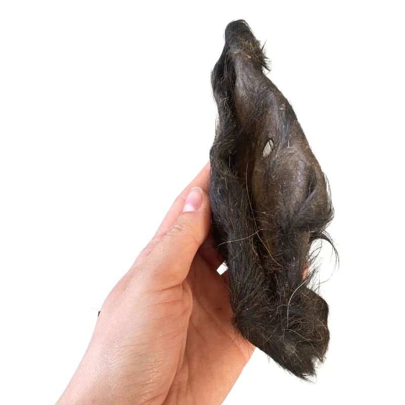 Oreja de ternera con pelo (10 uds)