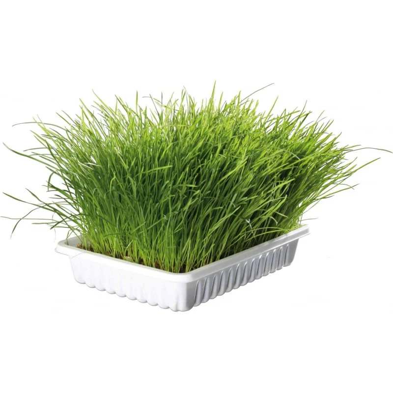 Kit de Hierba Gatera Vitapol 100g – Semillas listas para plantar para gatitos y gatos