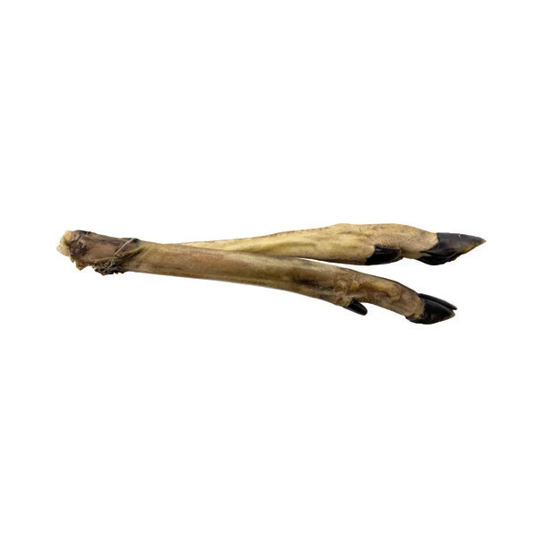 Pata de Corzo Sin Pelo 20-30cm (1 ud)