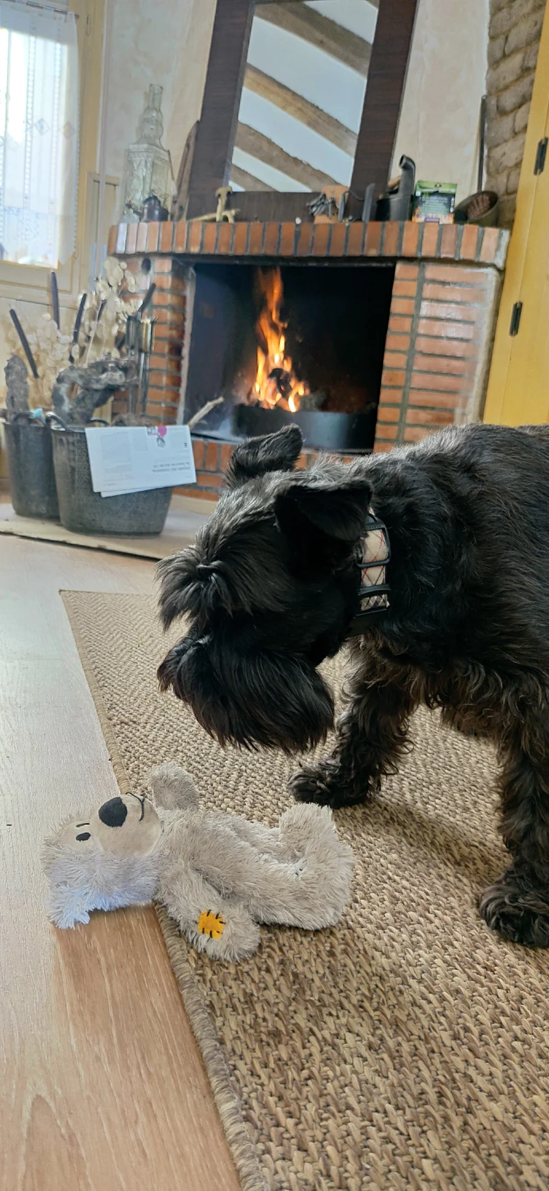 Kong - Oso de peluche