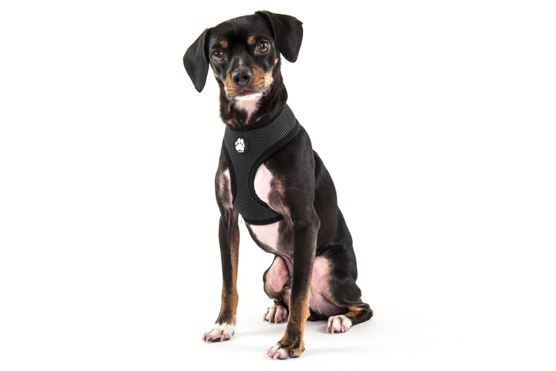Soft & Comfy Mesh Dog Harness