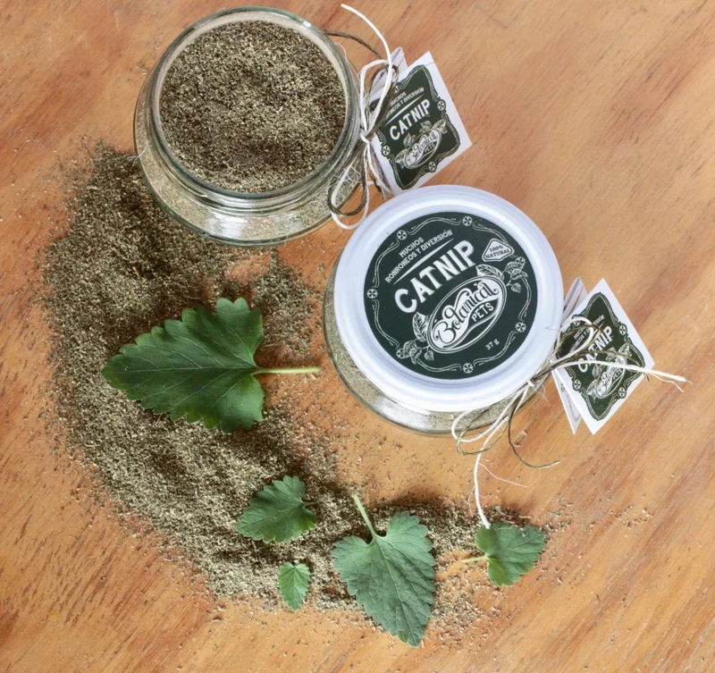 Catnip en polvo tarro x 37 gr