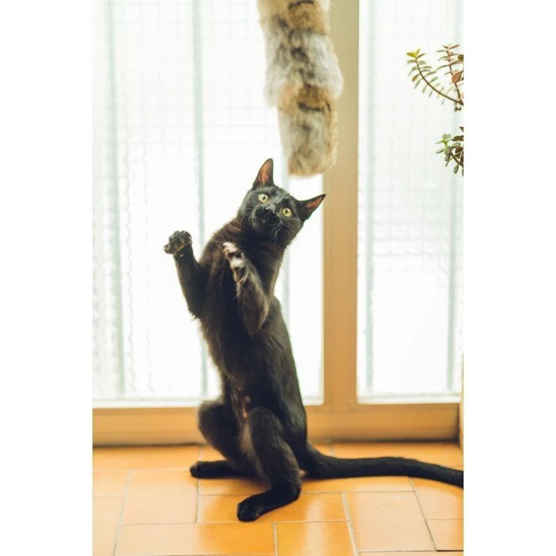 Gloria | Eero – Cojín Natural de Piel de Conejo para Gatos (24x7 cm)